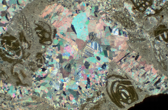Sparite dans calcaire à microfossiles LPA x7